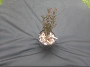 Physocarpus opulifolius 'Little Devill' - tavola kalinolistá