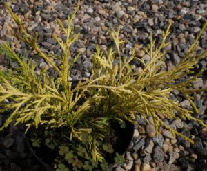 Chamaecyparis pisifera ´Filifera Aurea Nana´ - cypřišek hrachonosný