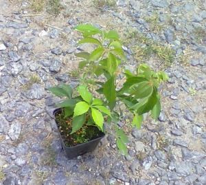 Parthenocissus quinguefolia ´Engelmanii´ - loubinec pětilistý 