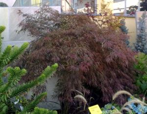 Acer palmatum ´Dissectum Garnet´ - javor dlanitolistý