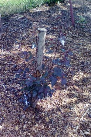 Betula pedula 'Purpurea' - bříza bělokorá