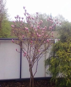 Magnolia liliflora ´Susan´ - šácholan Soulangův