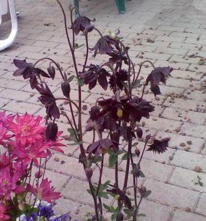 Aquilegia vulgaris var. stellata 'Black Barlow' - orlíček obecný