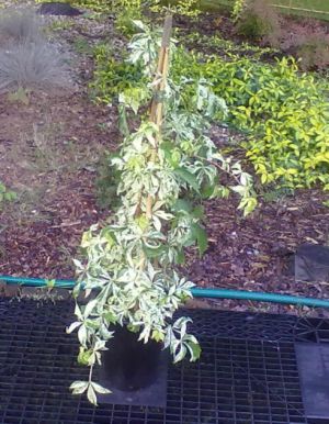 Parthenocissus quinguefolia ´Star Showers´ - přísavník 