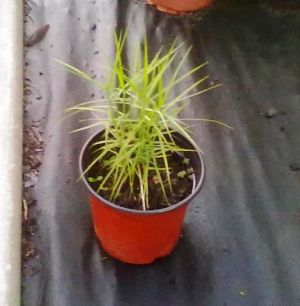 Carex muskingumensis Little Midge - ostřice, palmová tráva