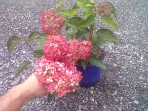 Hydrangea arborescens ‚Pink Annabelle‘ – Hortenzie stromkovitá