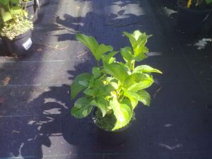 Hydrangea macrophylla ´Red Angel´ - Hortenzie velkolistá