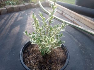 Buxus sempervirens ´Gold Tip´  - zimostráz obecný