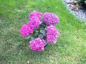 Hydrangea macrophylla ´Curly Sparkle Purple´ - hortenzie velkolistá