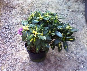 Rhododendron 'Goldflimmer' - pěnišník