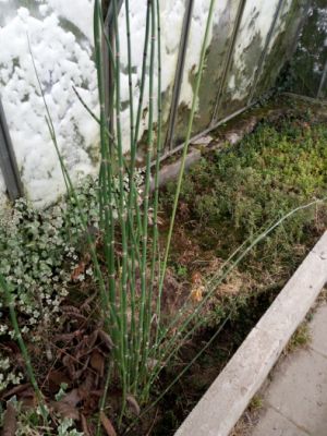  Equisetum hyemale - přeslička zimní 