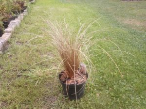 Carex comans 'Bronze' - Ostřice chocholatá