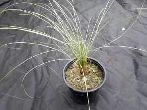 Carex comans 'Amazon Mist' - ostřice chocholatá