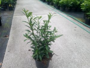 Prunus laurocerasus ´Sophia´ - bobkovišeň lékařská