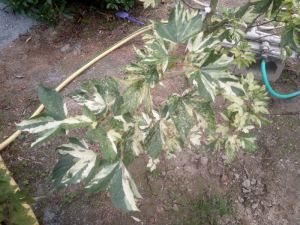 Acer pseudoplatanus 'Luteo-Virescens' - javor klen