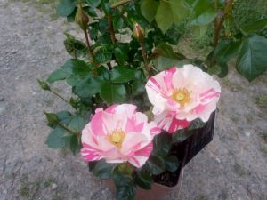 Rosa 'Mind Games' - růže mnohokvetá