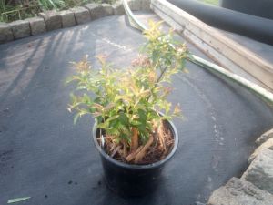 Spiraea japonica 'Crispa' - tavolník japonský