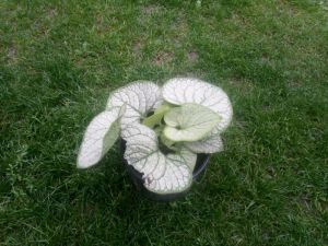 Brunnera macrophylla 'SILVER HEART' pomněnkovec velkolistý
