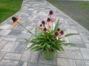 Echinacea " Parrot " ® - třapatkovka