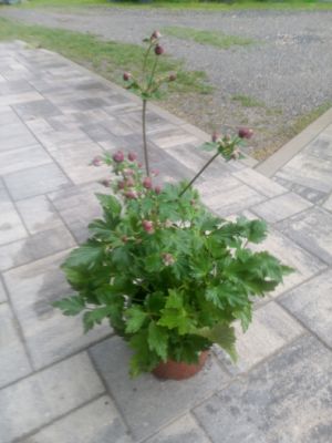 Anemone hupehensis 'Rose Shades' - sasanka hupejská
