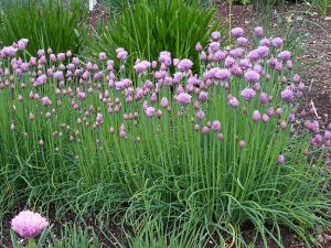 Allium schoenoprassum - pažitka