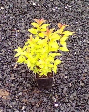 Spiraea japonica 'Gold Flame' - tavolník japonský