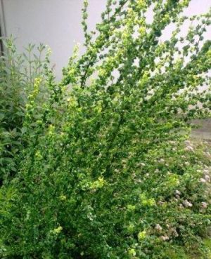 Salix babylonica 'Crispa' - vrba