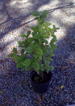 Prunus padus - střemcha obecná