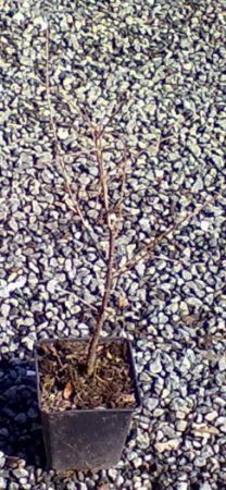 Prunus spinosa - trnka obecná 