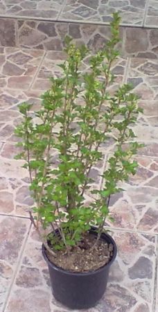 Ribes alpinum - meruzalka alpská