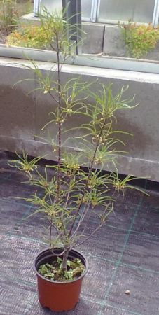Rhamnus frangula asplenifolia - krušina olšová