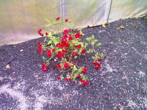 Rosa 'Red Cascade' - růže drobnokvětá