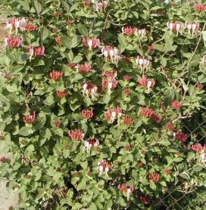 Lonicera caprifolium - Zimolez - Růže z Jericha