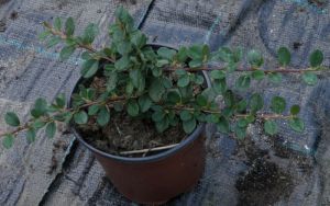 Cotoneaster dammeri 'Evergreen' - skalník Dammerův