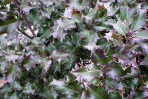 Ilex aquifolium ´Blue Angel´ - cesmína ostrolistá