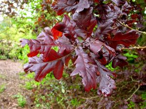 Quercus petraea ´Purpurea´ - dub zimní