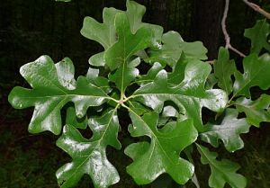 Quercus stellata - dub hvězdovitý