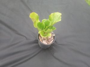 Bergenia cordifolia - badan srdčitolistý 