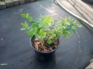 Spiraea betulifolia - tavolník břízolistý