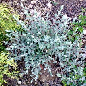 Salix repens 'Argentea' - vrba plazivá