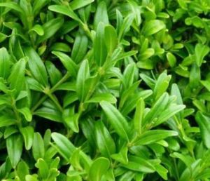 Buxus sempervirens ´Fiesta´ - zimostráz obecný