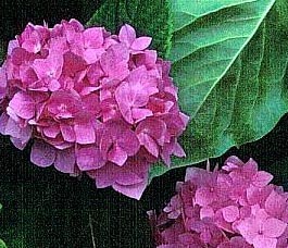 Hydrangea macrophylla ´Rosea´ - hortenzie velkolistá