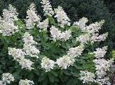Hydrangea paniculata ´Levana´ - hortenzie latnatá