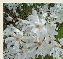 Magnolia stellata ´Royal Star´ - magnólie, šácholan hvězdnatý