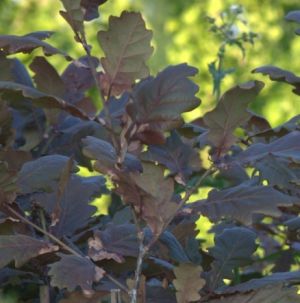 Quercus robur ´Timuki´ - dub letní