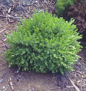 Buxus microphylla - zimostráz malolistý