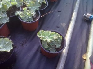 Alchemilla mollis - kontryhel měkký