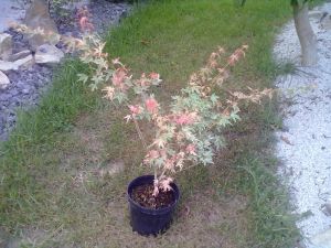 Acer palmatum 'Oridono nishiki' - javor dlanitolistý 