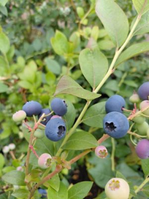 Vaccinium corymbosum 'Bluejay' - kanadská borůvka 