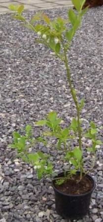 Vaccinium corymbosum 'Sierra' - kanadská borůvka